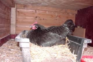 image004